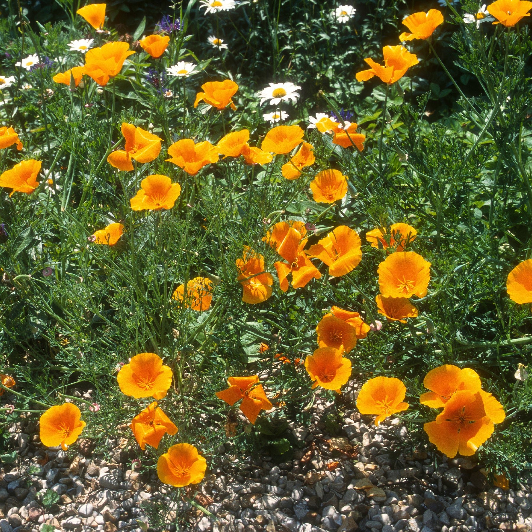 Slaapmutsje 'Aurantiaca' - Eschscholzia californica 'Aurantiaca' - Willemse