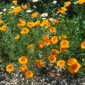 Slaapmutsje 'Aurantiaca' - Eschscholzia californica 'Aurantiaca' - Willemse
