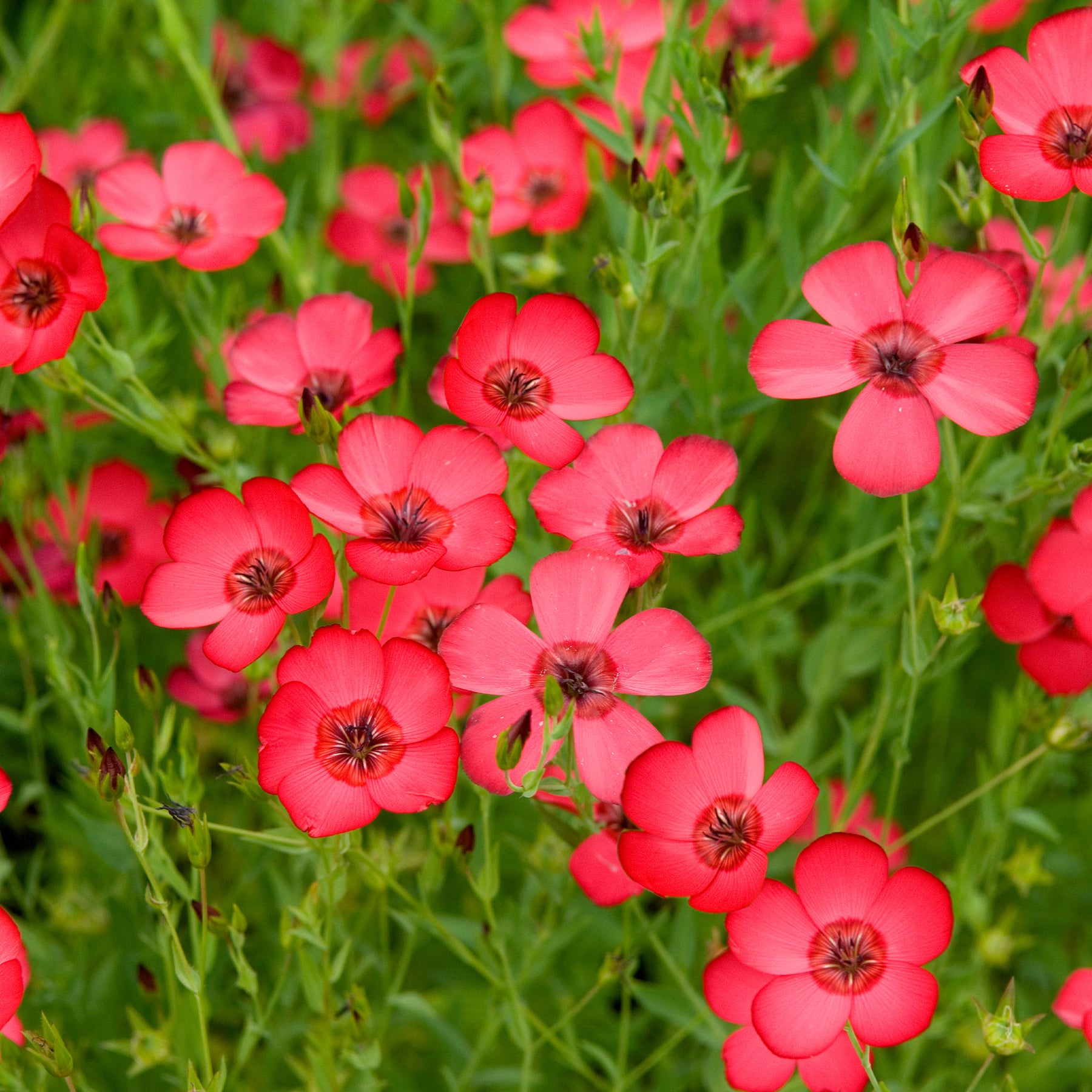 Rood Vlas 'Rubrum' - Willemse