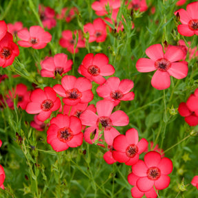 Rood Vlas 'Rubrum' - Willemse