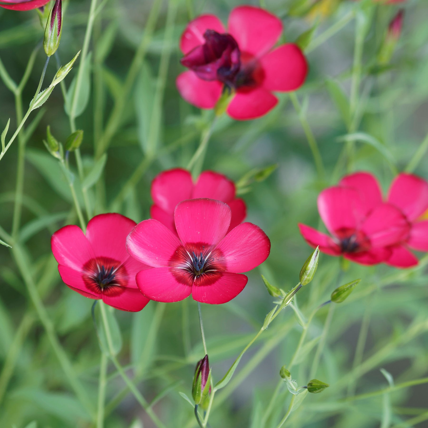 Rood Vlas 'Rubrum' - Linum grandiflorum 'Rubrum' - Willemse