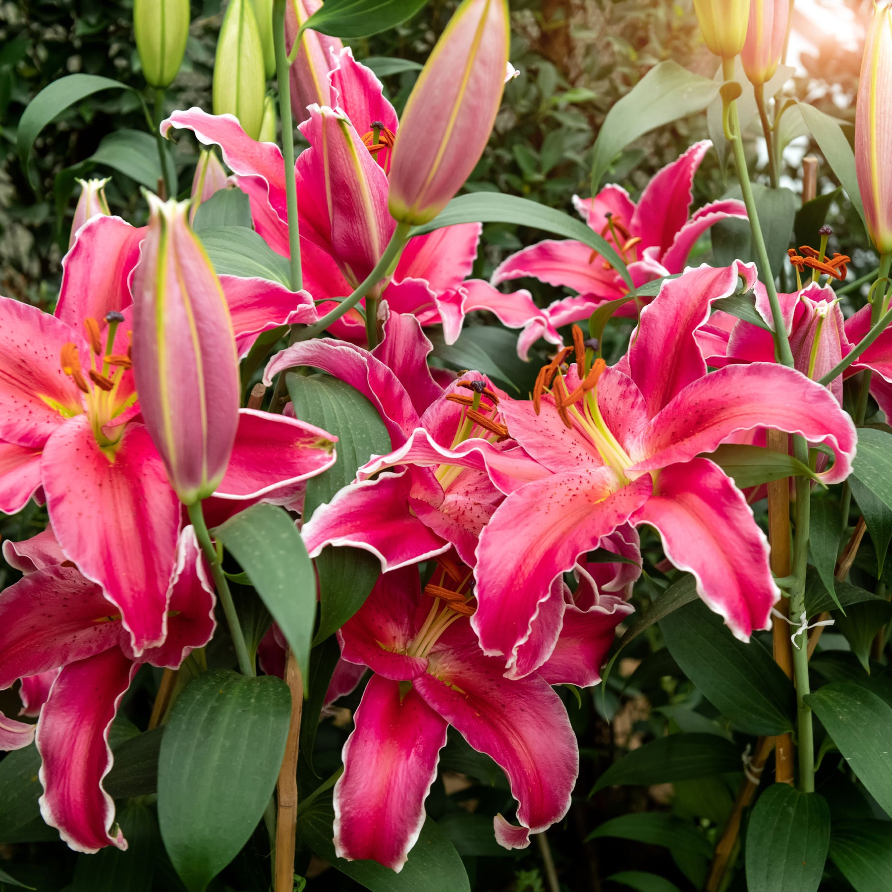 Lillium Gomera  - Lelie Gomera - Lelie