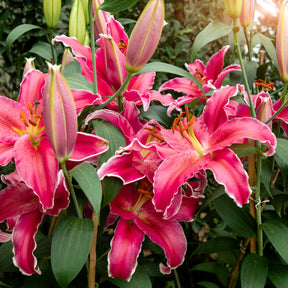Lillium Gomera  - Lelie Gomera - Lelie