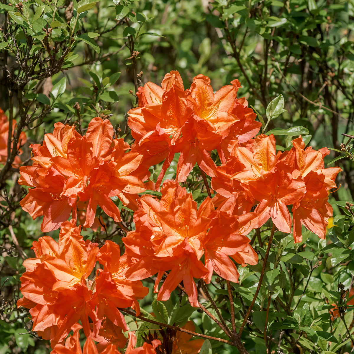 Azalea's - Azalea mollis 'Glowing Embers' - Rhododendron (Azalea) mollis Glowing Embers 