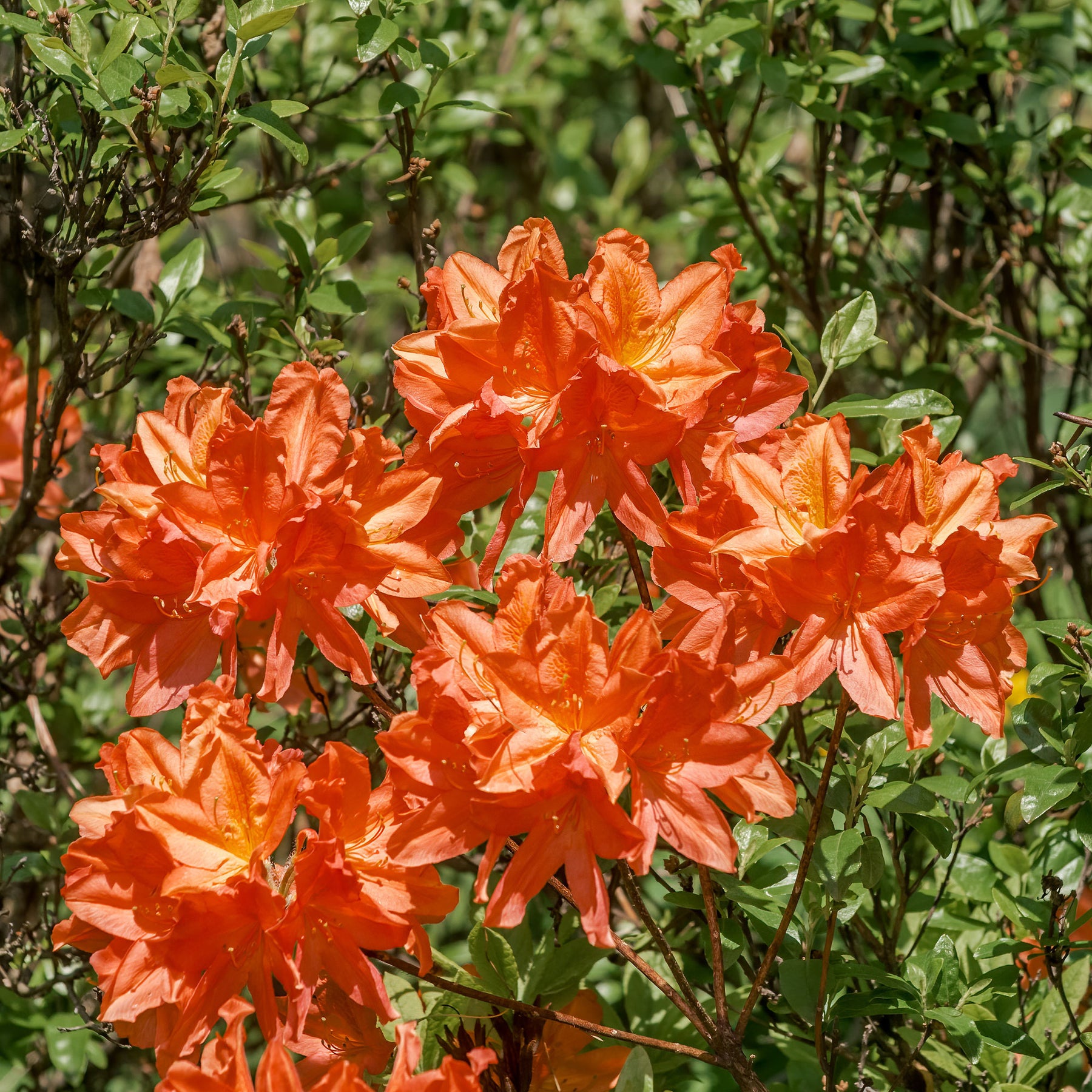 Azalea's - Azalea mollis 'Glowing Embers' - Rhododendron (Azalea) mollis Glowing Embers 