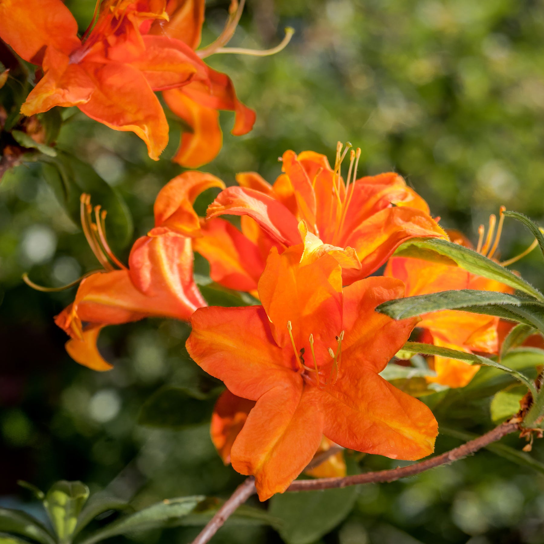 Azalea mollis 'Glowing Embers' - Willemse
