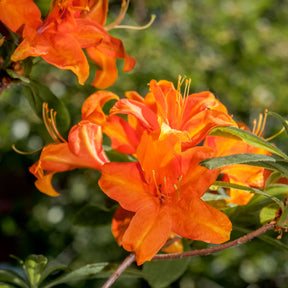 Azalea mollis 'Glowing Embers' - Willemse