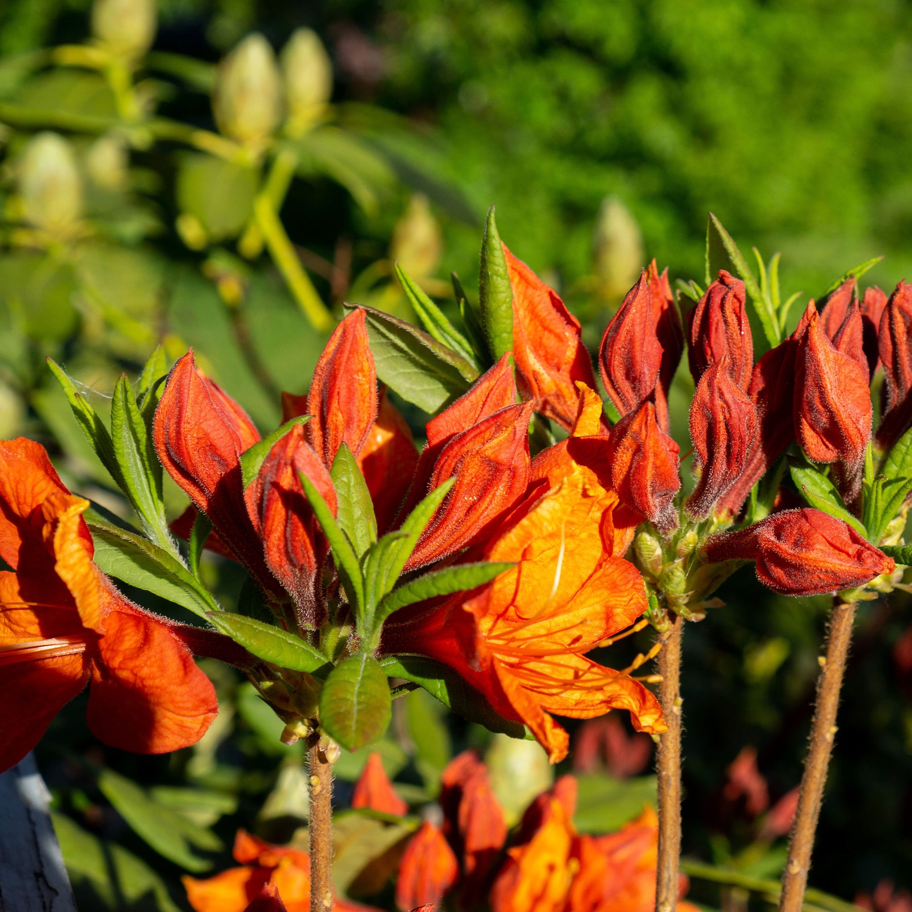 Rhododendron (Azalea) mollis Glowing Embers  - Azalea mollis 'Glowing Embers' - Azalea's