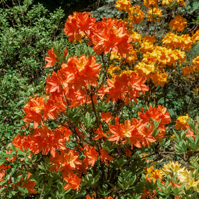 Azalea mollis 'Glowing Embers' - Rhododendron (Azalea) mollis Glowing Embers  - Willemse