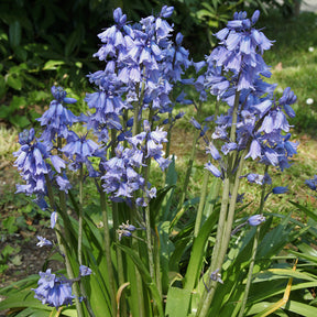 Blauwe sterhyacint - Willemse