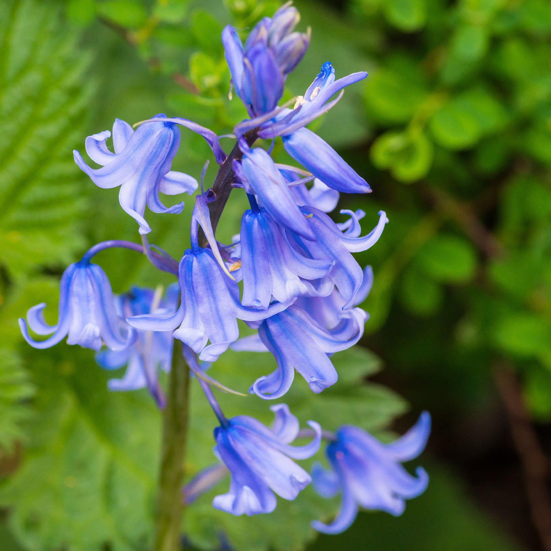 Hyacint - Blauwe sterhyacint - Scilla campanulata blue