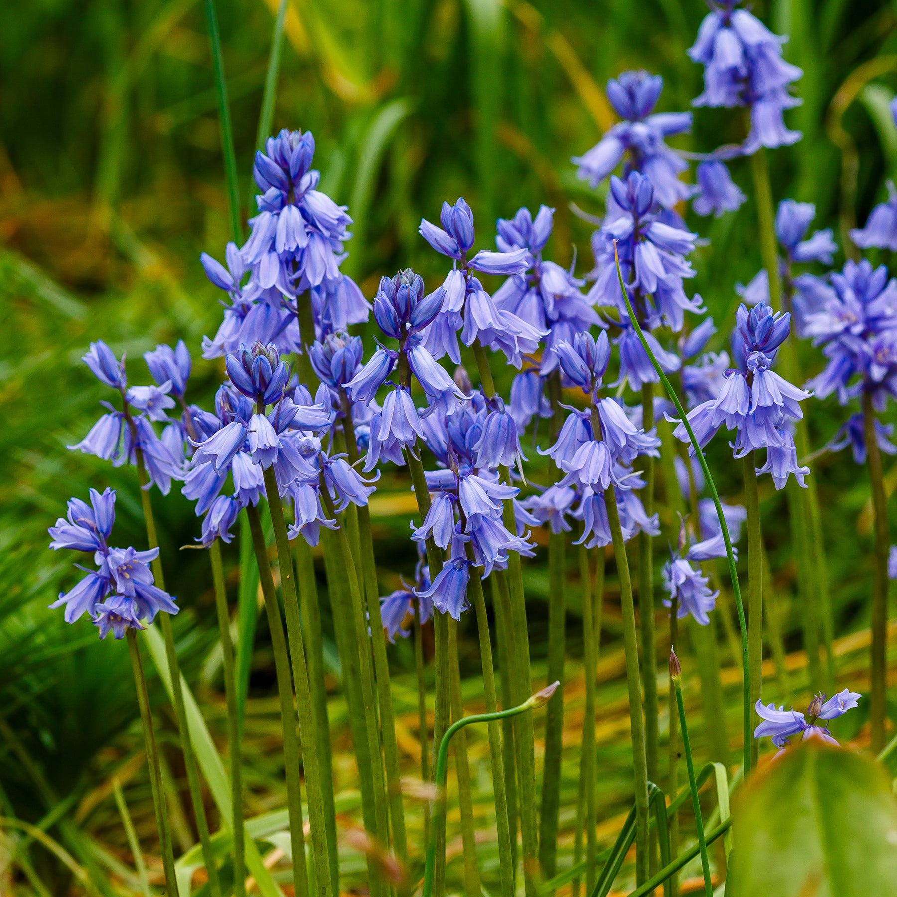Blauwe sterhyacint - Scilla campanulata blue - Willemse