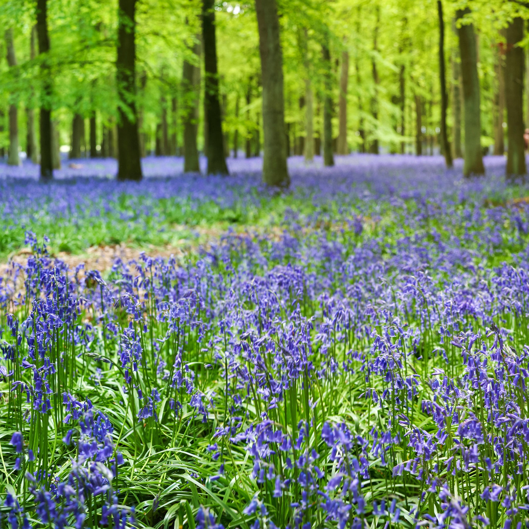 Scilla campanulata blue - Blauwe sterhyacint - Hyacint