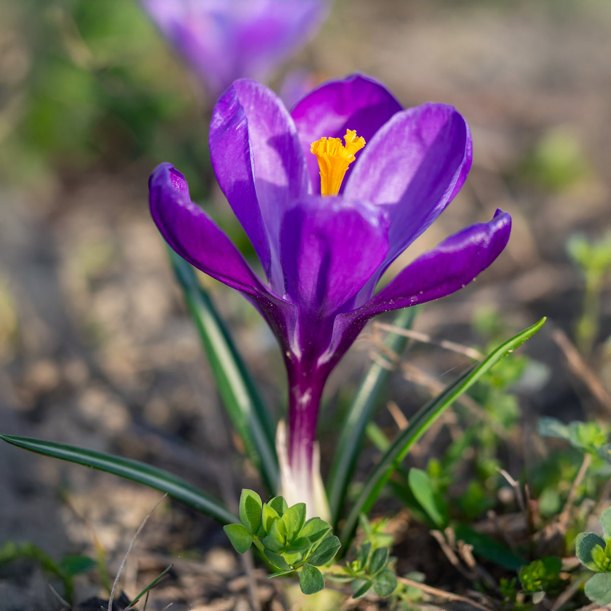 Grootbloemige krokus 'Flower Record' (x15) - Crocus vernus flower record - Willemse