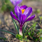 Grootbloemige krokus 'Flower Record' (x15) - Crocus vernus flower record - Willemse