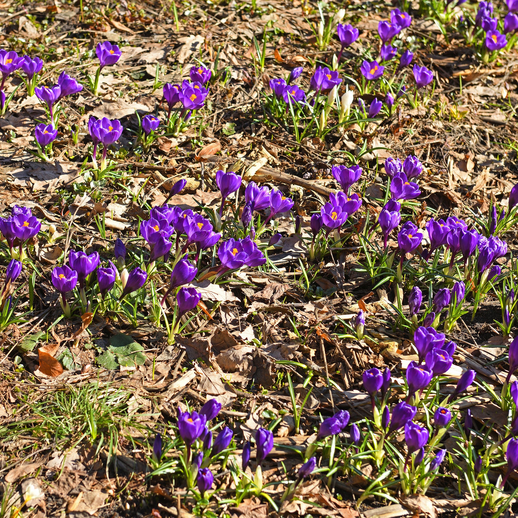 Grootbloemige krokus 'Flower Record' (x15) - Willemse