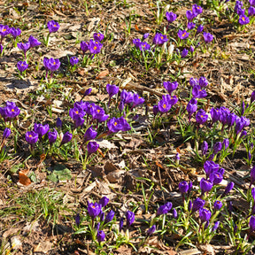 Grootbloemige krokus 'Flower Record' (x15) - Willemse