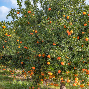 Mandarijnboom - Willemse