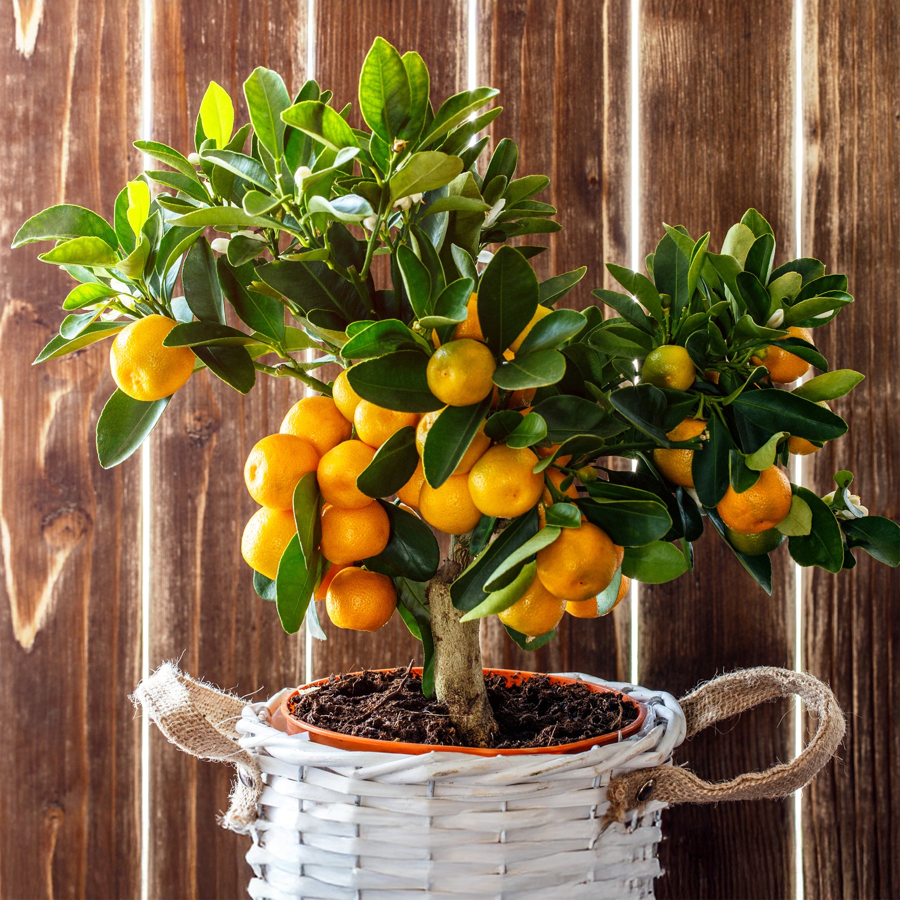 Verkoop Mandarijnboom - Citrus reticulata