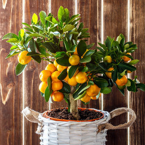 Verkoop Mandarijnboom - Citrus reticulata
