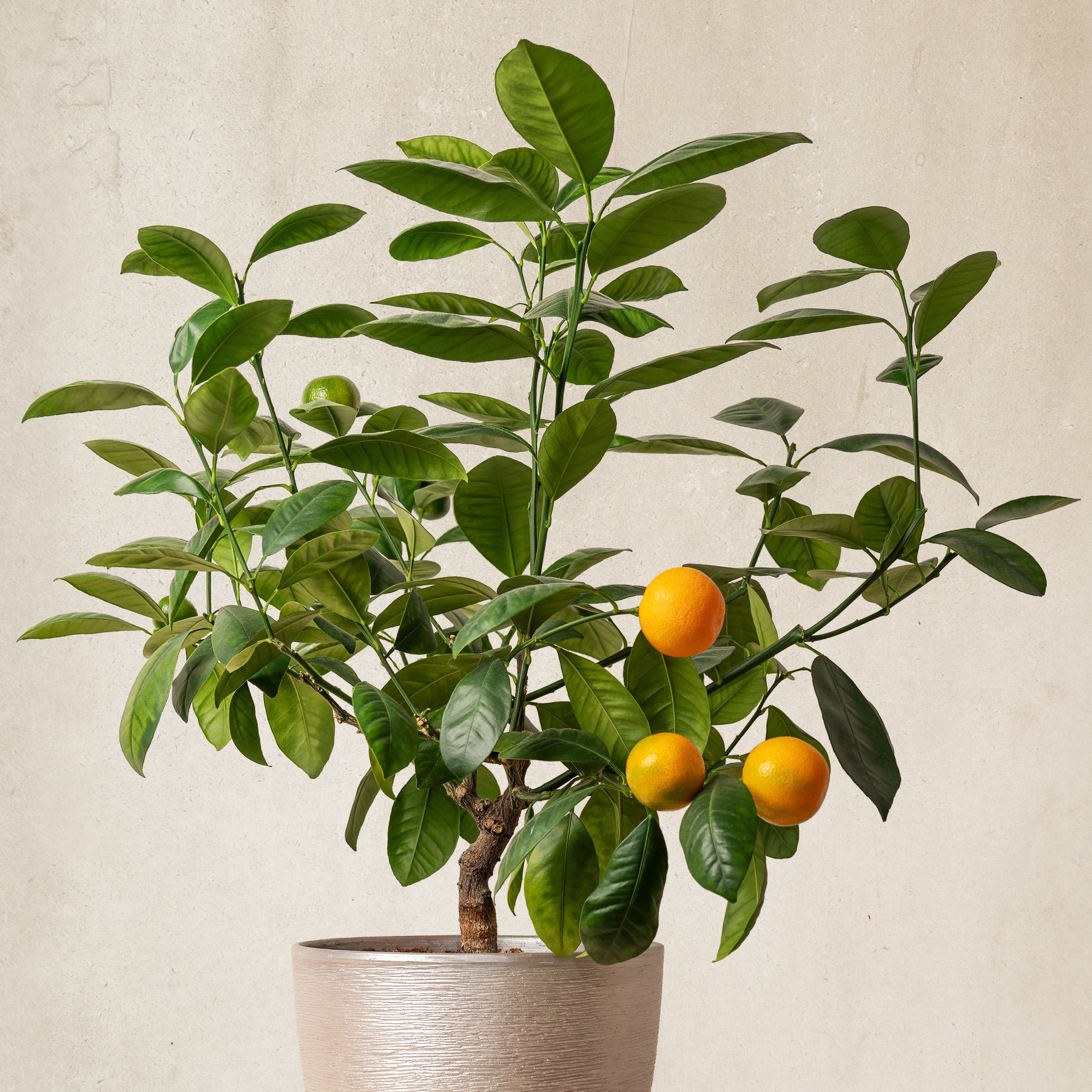 Verkoop Mandarijnboom