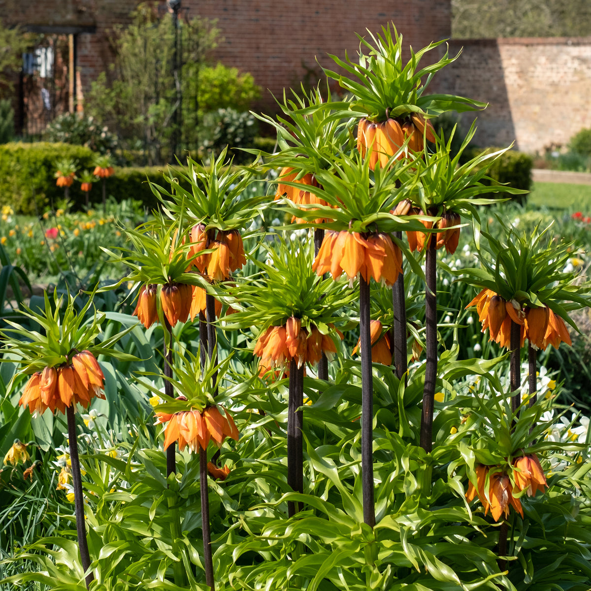 Oranje keizerskroon