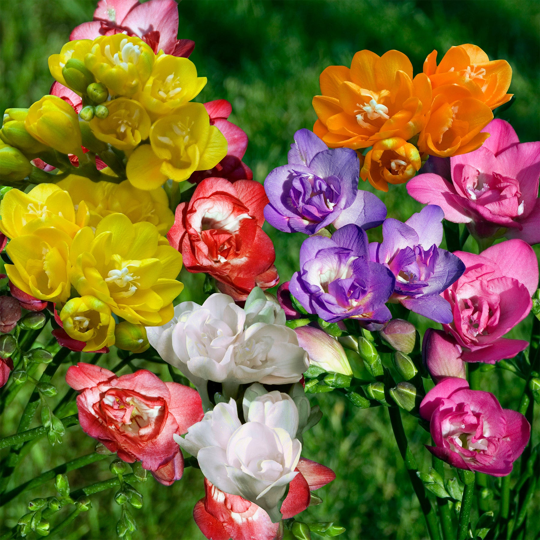 Freesia - Dubbelbloemige Freesia Mix (x25) - Freesia