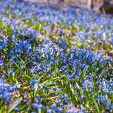 Oosterse sterhyacint - Scilla siberica - Willemse