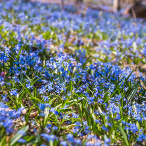 Oosterse sterhyacint - Scilla siberica - Willemse