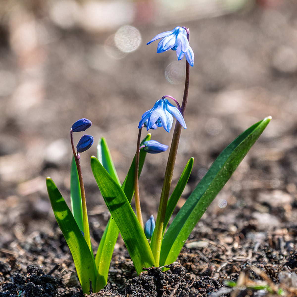 Oosterse sterhyacint