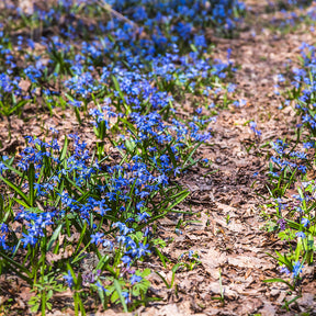 Scilla siberica - Oosterse sterhyacint - Hyacint