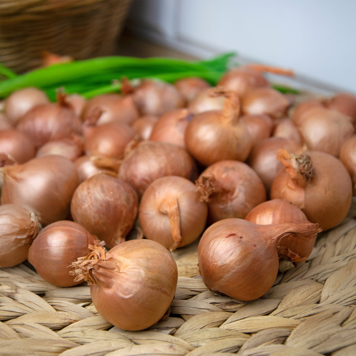 Rode sjalot 'Red Sun' - Willemse