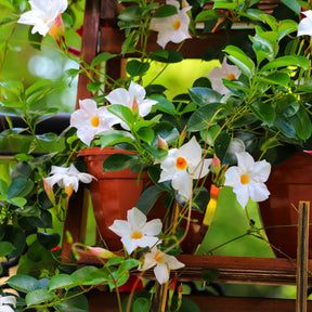 Chileense jasmijn - Dipladenia - Willemse