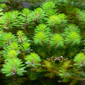 Myriophyllum rubricaule Red Stem - Rode klaverblad - Vijverplanten per type vijver