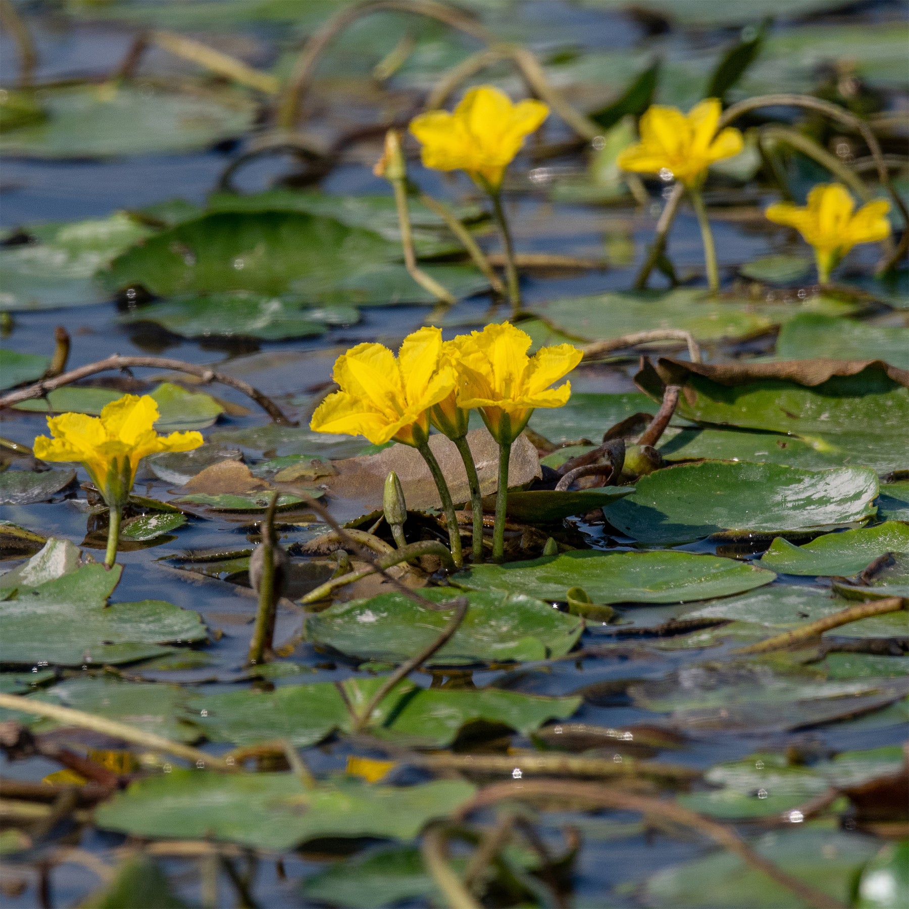 Paardenbloem Faux waterlelie - Nymphoides peltata - Willemse