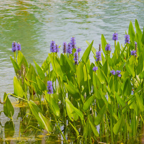 Bakker Hartbladige Pontedera