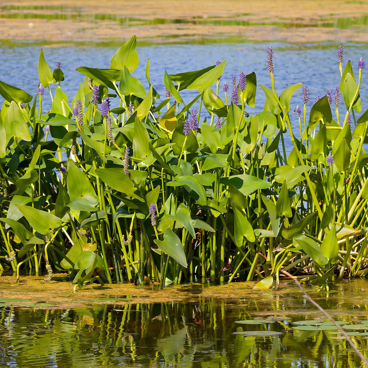 Alle vijverplanten - Willemse Hartbladige Pontedera - Pontederia cordata
