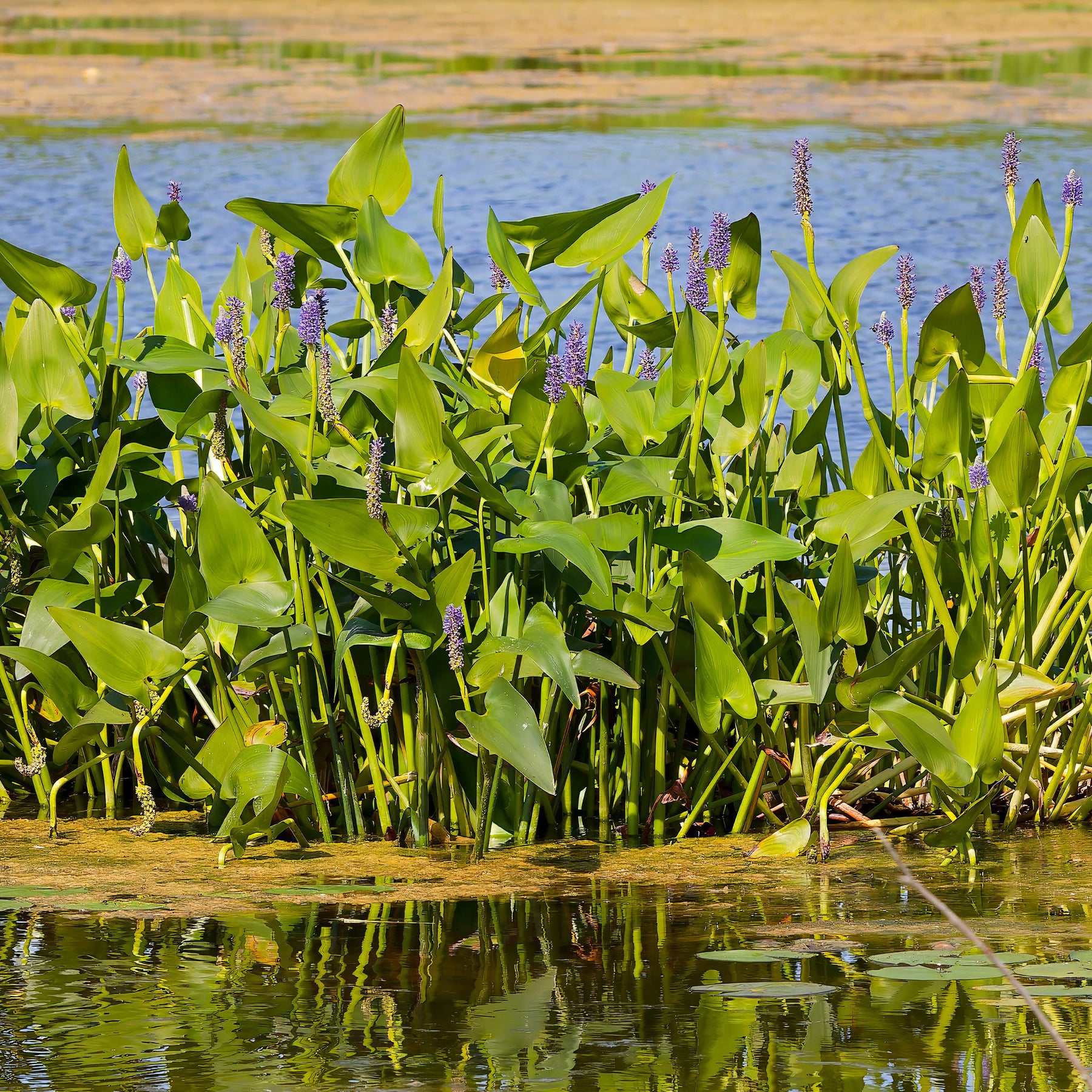 Alle vijverplanten - Willemse Hartbladige Pontedera - Pontederia cordata