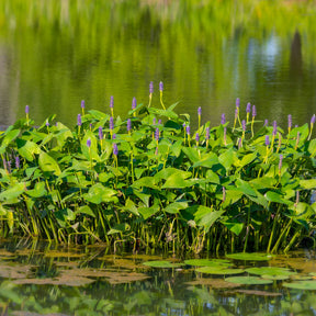 Willemse Hartbladige Pontedera - Pontederia cordata - Willemse