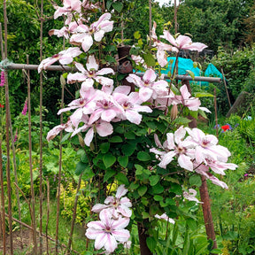Bosrank 'Nelly Moser' - Clematis 'nelly moser' - Willemse