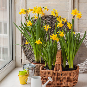 Narcissus cyclamineus Tête à Tête - Narcis 'Tête-à-Tête' (x10) - Narcissen