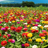 Dahliabloemige Zinnia Mix - Zinnia elegans - Willemse