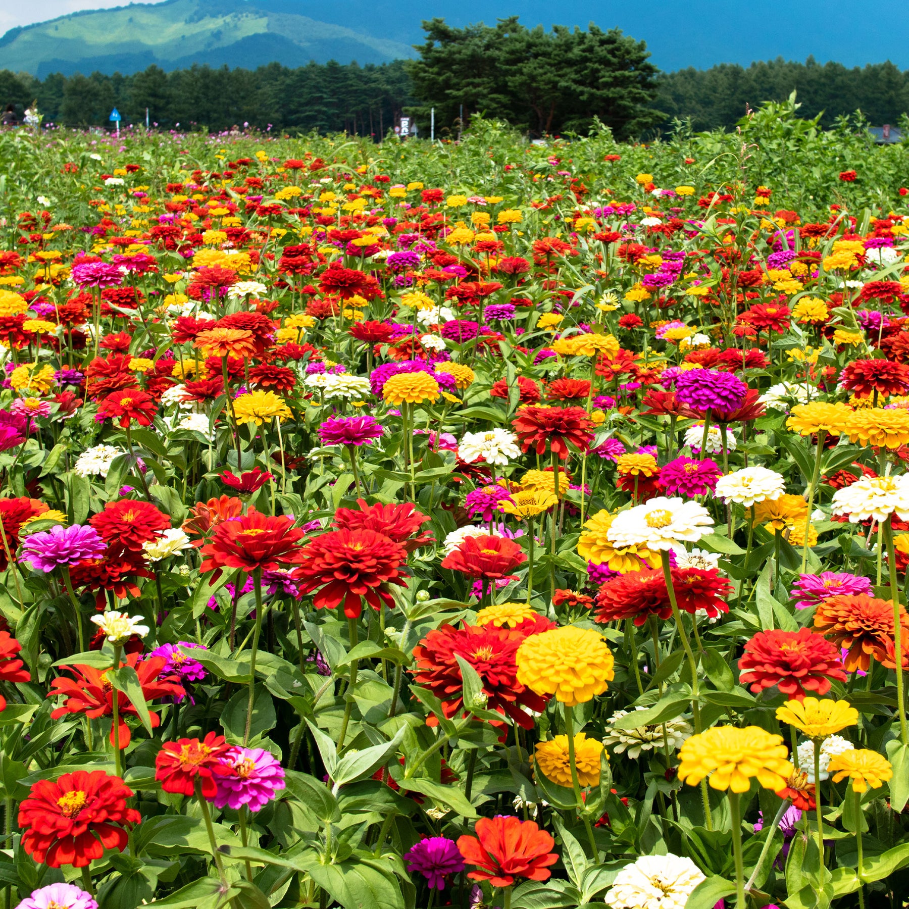 Dahliabloemige Zinnia Mix - Zinnia elegans - Willemse