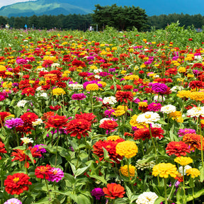 Dahliabloemige Zinnia Mix - Zinnia elegans - Willemse
