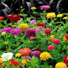 Dahliabloemige Zinnia Mix - Willemse