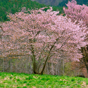 Sargentkers - Willemse