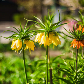 Gele keizerskroon - Fritillaria imperialis - Willemse