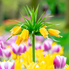 Fritillaria - Gele keizerskroon - Fritillaria imperialis