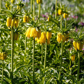 Verkoop Gele keizerskroon - Fritillaria imperialis