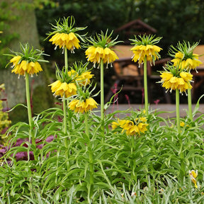 Verkoop Gele keizerskroon